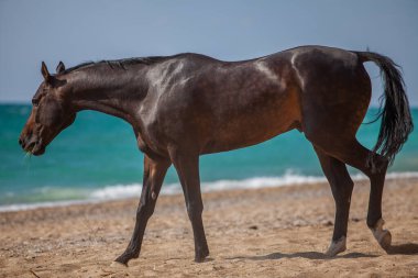 Muhteşem, kahverengi Arap yarış atı. Deniz kıyısında güneşli bir günde ata binen bir at. Deniz ve dalgalarla birleşmiş görkemli bir hayvanın hızı ve zarafeti.