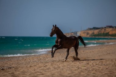 Muhteşem, kahverengi Arap yarış atı. Deniz kıyısında güneşli bir günde ata binen bir at. Deniz ve dalgalarla birleşmiş görkemli bir hayvanın hızı ve zarafeti.