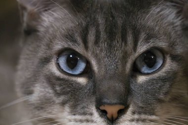 Kedi yakından bak, mavi gözlü.