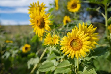    Miryang, Kore 'de ayçiçekleri