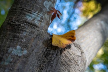 Ginkgo yaprakları ağacın ortasına düşer..