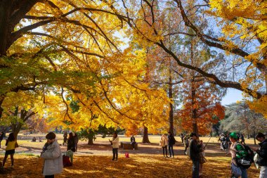 Sonbaharda ağaçtaki sarı ginkgo yaprakları, sığ alan derinliğine dikkat edin..