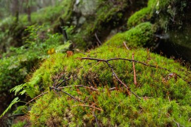 Forest moss and tree branches. Wet moss in the forest. Moss background. Front view.