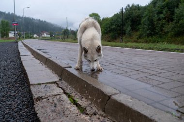 A large white dog drinks water from a puddle. The dog looks like a wolf. Husky mestizo dog. Dog on the platform of the station. Front view.