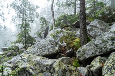 Large mountain stones. Background and texture of mountain stones with moss. Mountains and fog. Stones with lichen. Moss, grass and trees.