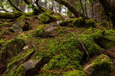 Background and texture of stones, moss and branches in the forest. Beautiful forest moss. Front view.