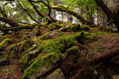 Background and texture of stones, moss and branches in the forest. Beautiful forest moss. Front view.