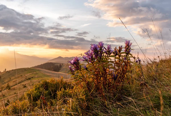 Bouquet of wild flowers in the mountains. Sunrise in the mountains. Beautiful flowers at sunrise. Joyful morning.