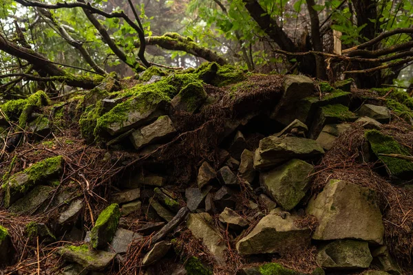 Stones Moss Roots Forest Forest Background Stones Roots Front View — Fotografia de Stock
