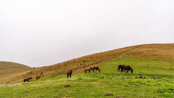 stock image Horses graze in the meadow. A flock of horses on the lawn. Horses in the mountains. Overcast weather.