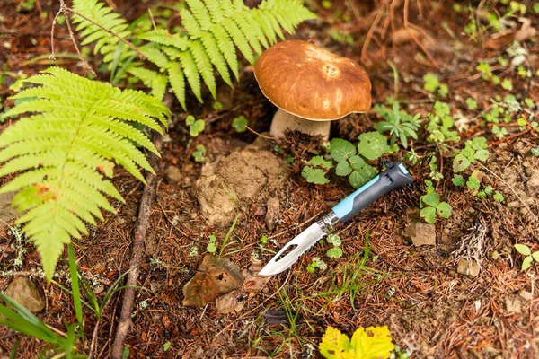 Natural Edible Mushroom Knife Mushroom Forest Fern Tourist Knife Serrated — Stock Photo, Image