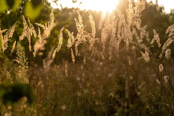 Warm evening sunset in a field. Glowing warm sun through plants. Warm and pleasant atmosphere. Front view.