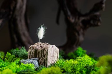 Photo composition of plants and moss. One fluffy plant. Minimalism. Photo screensaver with plants. clipart