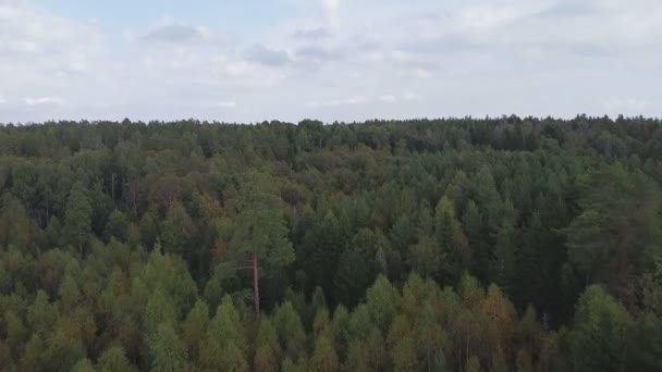 Χαμηλό Υψόμετρο Drone Πλάνα Πάνω Από Ένα Παρθένο Αειθαλές Δάσος — Αρχείο Βίντεο