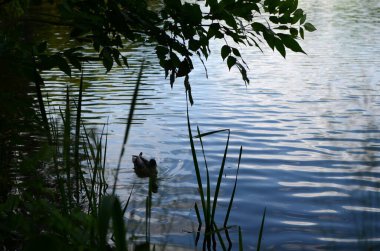 Bir ördek mavi bir yüzeyde yüzer.