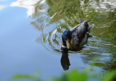Bir ördek mavi bir yüzeyde yüzer.
