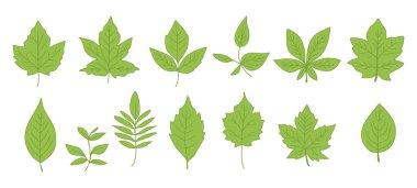 Düz yeşil yapraklardan oluşan bir derleme, beyaz arka planda güzelce gösterilmiş. Doğa temalı tasarımlar ve botanik projeleri için ideal.