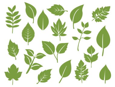 Düz yeşil yapraklardan oluşan bir derleme, beyaz arka planda güzelce gösterilmiş. Doğa temalı tasarımlar ve botanik projeleri için ideal.