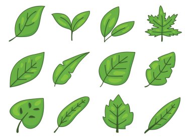 Düz yeşil yapraklardan oluşan bir derleme, beyaz arka planda güzelce gösterilmiş. Doğa temalı tasarımlar ve botanik projeleri için ideal.