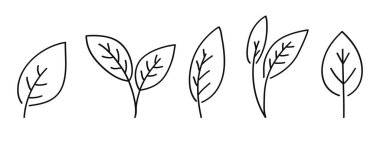 El yapımı botanik koleksiyonunu bırakır. Yaprak ve dallar koleksiyonu. Vektör illüstrasyonu