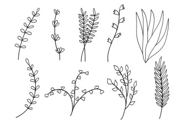 Çiçeksel Botanik seti. Çiçek, dal ve yaprak çizimleri. Beyaz arkaplanda siyah beyaz çizgiler. Vektör illüstrasyonu.
