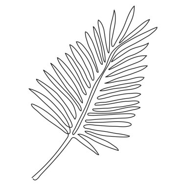 Bir adet aralıksız çizgili palmiye yaprağı. El çizimi vektör çizimi