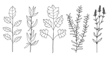 Sanat tarzında el çizimi çiçek asgari elementler. Dekorasyon için yeşillik, yabani ve bahçe bitkileri, dallar, yapraklar. Vektör illüstrasyonu