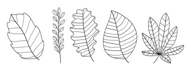 Yapraklı dallar, botanik el çizimi koleksiyonu. Vektör illüstrasyonu