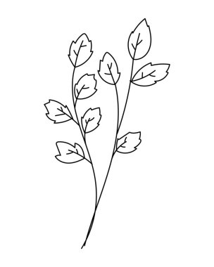 Minimum el çizimi botanik dalı, asgari izinler. Vektör illüstrasyonu