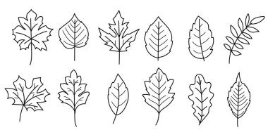 El çizimi yapraklar, palmiye yaprağı, akçaağaç yaprakları koleksiyonu. Vektör illüstrasyonu