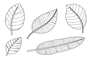 Tropikal yaprak çizgisi el çizimi koleksiyon taşıyıcı illüstrasyonu .