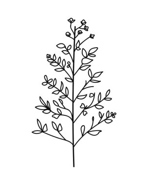 Çiçekli ve yapraklı bir bitkinin dalı. El çizimi vektör çizimi beyaz arkaplanda izole edildi.