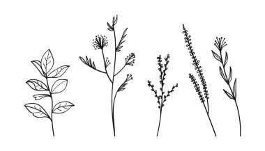 Çiçekler, yapraklar ve kır çiçekleri içeren el yapımı botanik çizgisi koleksiyonu. Vektör illüstrasyonu..