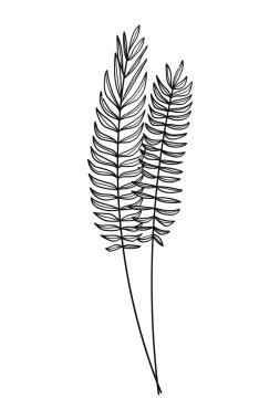 Yaprakların vektör görüntüsü, beyaz arkaplandaki dallar. Kartlar ve davetiyeler için dekorasyon. Çizimler