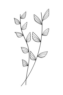 Nature eucalyptus leaves floral botanical flower vector illustration clipart