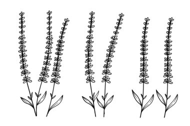 Minimalist Lavanta Çizgisi Sanat Çiçek İllüstrasyonu. Bu botanik sanat eserinde desenler, duvar kağıtları, tekstil baskıları, davetiyeler ve dekoratif tasarımlar için mükemmel olan basit ama zarif çiçek unsurları yer alıyor..