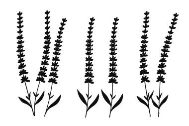 Siluet Lavanta Çiçek İllüstrasyonu. Bu botanik sanat eseri basit ama zarif çiçek unsurları içeriyor, desenler, duvar kağıtları, tekstil baskıları, markalar, davetiyeler ve dekoratif tasarımlar için mükemmel..