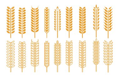 Tarım, doğa ve gıda temalı tasarımlar için tasarlanmış, ana hatlarıyla ve kabartma biçimleriyle sarı buğday ikonları koleksiyonu..
