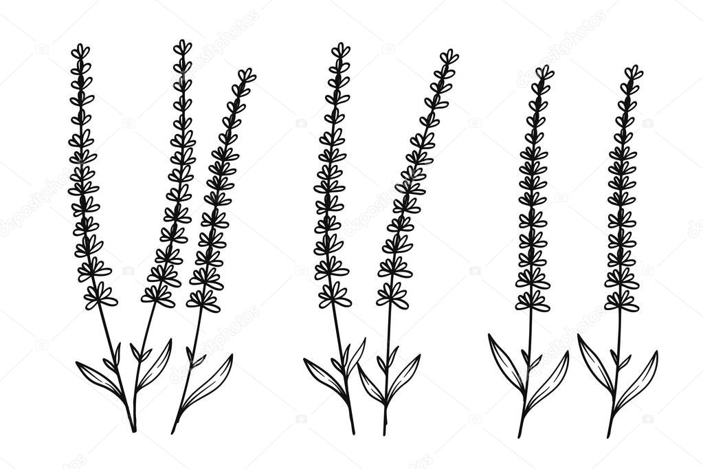 Minimalist Lavender Line Art Floral Illustration.This botanical artwork features simple yet elegant floral elements, perfect for use in patterns, wallpapers, textile prints, branding, invitations, and decorative designs.