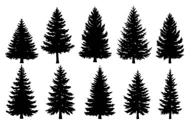 Siyah çam ağaçları koleksiyonu. Vektör illüstrasyonu.