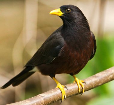 Kırmızı bir makarnanın keskin ve kancalı gagası..