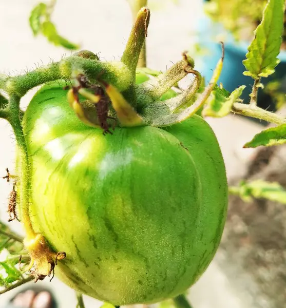 Cultivation of tomato crops. Several large tomatoes ripen on the bush.