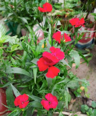 Bal otu, Cerin the major 'Purpurascens', süs sınırındaki boşlukları doldurmak için mükemmel bir yıllık. Muhteşem mavi-yeşil yaprakları ve arı mıknatısı olan çan şeklinde mor çiçekleri var..