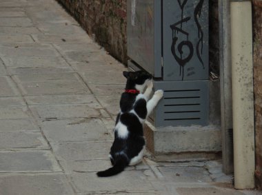 Venedik, İtalya 'da sokakta kırmızı yakalı siyah beyaz kedi