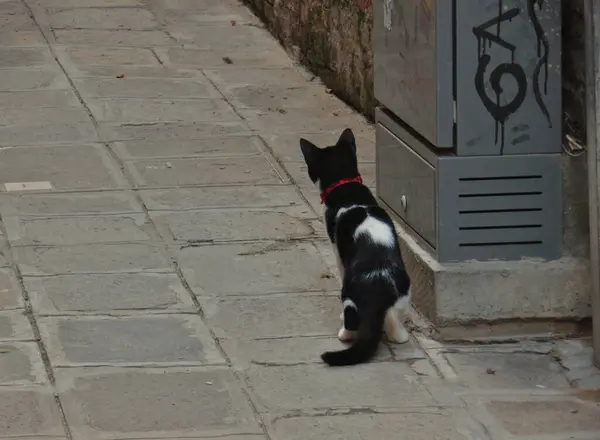 Black and white cat on a narrow street