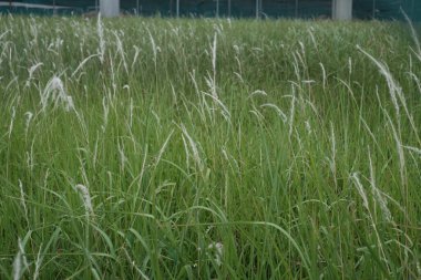 White Grass Flowers Imperata Cylindrinca Swaying Gracefully
