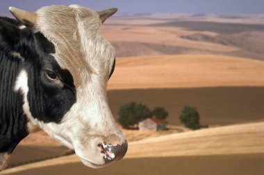 Ön planda hayvanların olduğu güzel bir çiftliğin tipik bir sahnesini içerir.