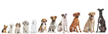 Boyutuna göre sıralanmış güzel köpeklerin bileşimi.