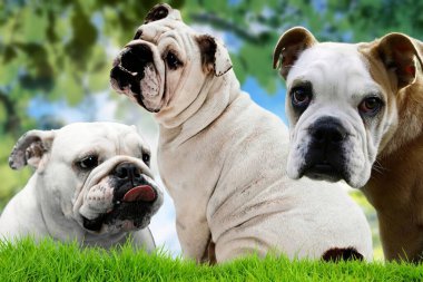 Of the very nice specimens of Bulldog a medium-sized molossoid dog breed native to England 01 clipart