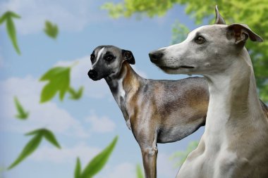 Whippet, büyük atletik yetenekleri olan küçük bir tazı.